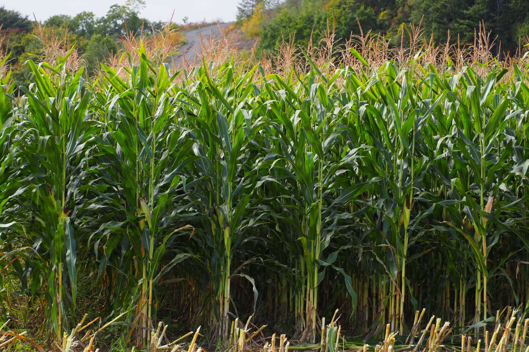 デントコーンの収穫が始まりました！ JAオホーツクはまなす