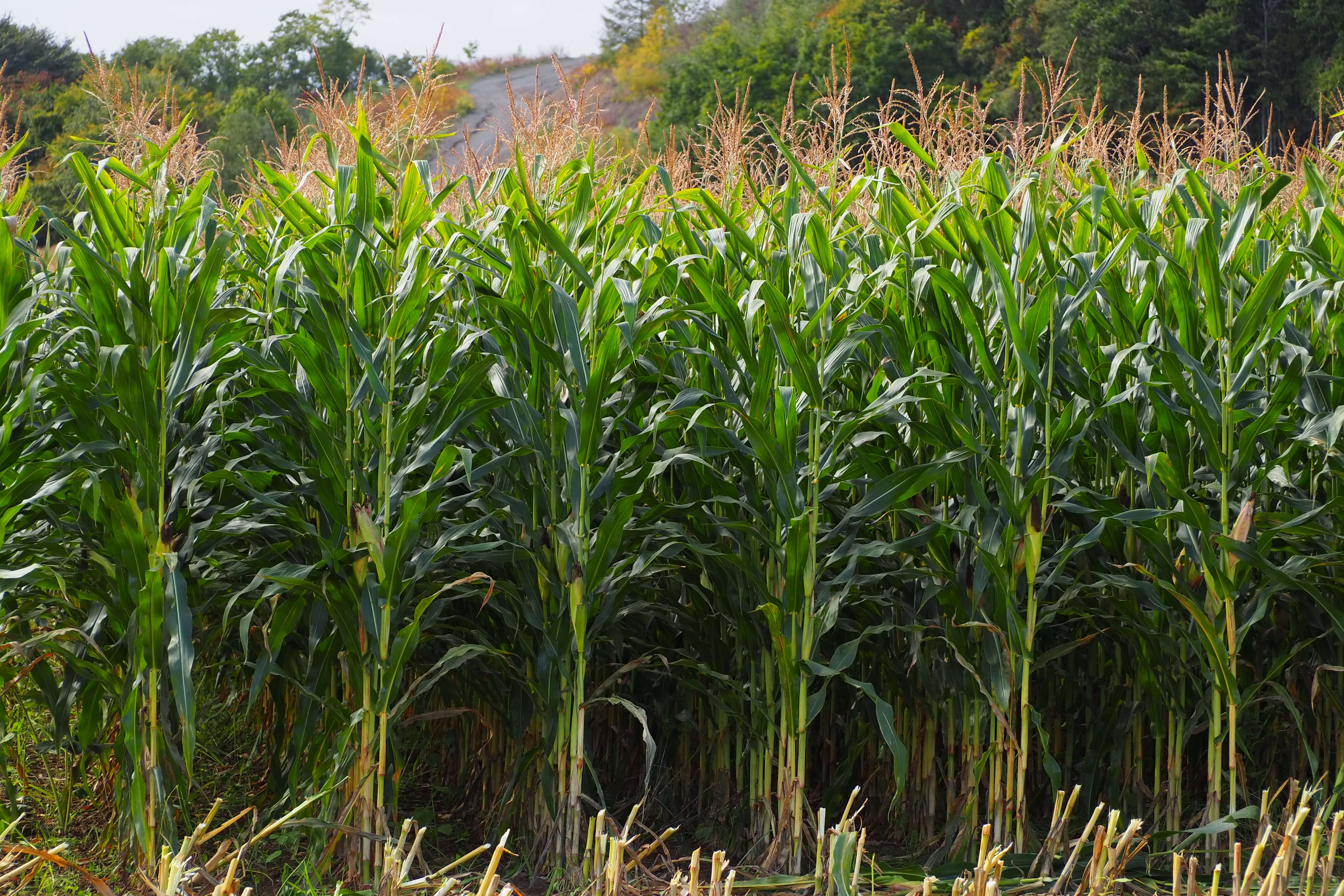 デントコーン電牧回収作業承ります！ デントコーン電牧回収作業承ります！